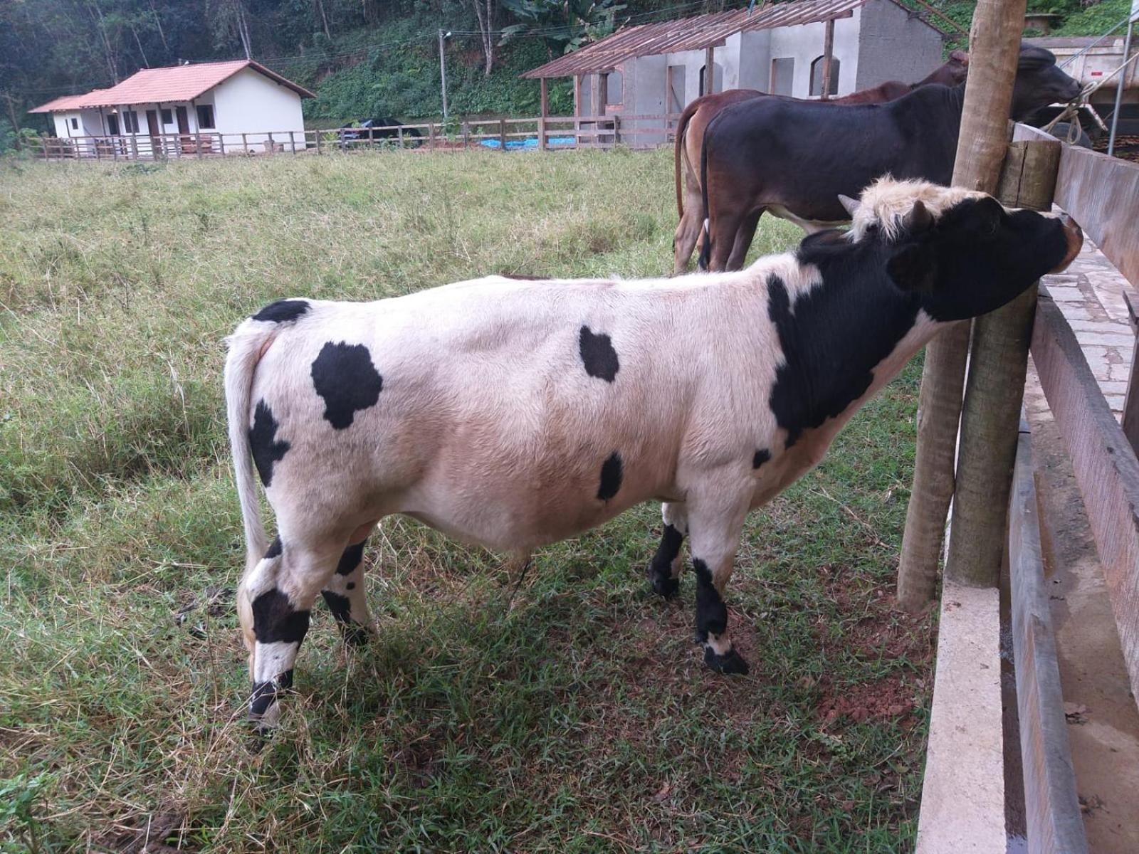 Fazenda Piloes Vila Petrópolis Exterior foto