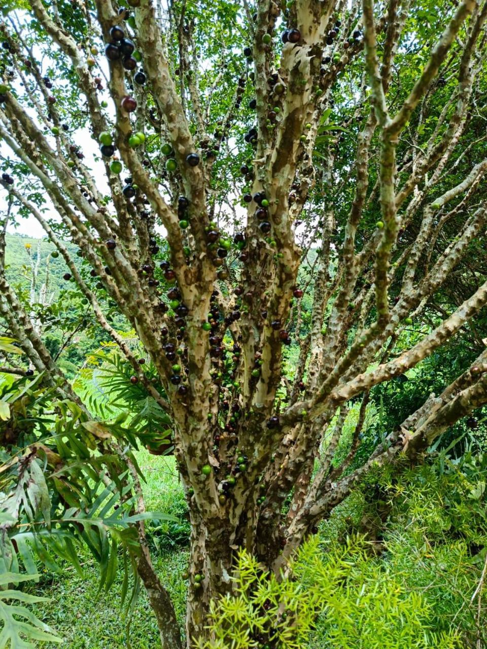 Fazenda Piloes Vila Petrópolis Exterior foto